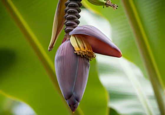 A close-up photograph of a banana plant's large, teardrop-shaped purple flower, known as the 'bell', hanging from the stalk.
