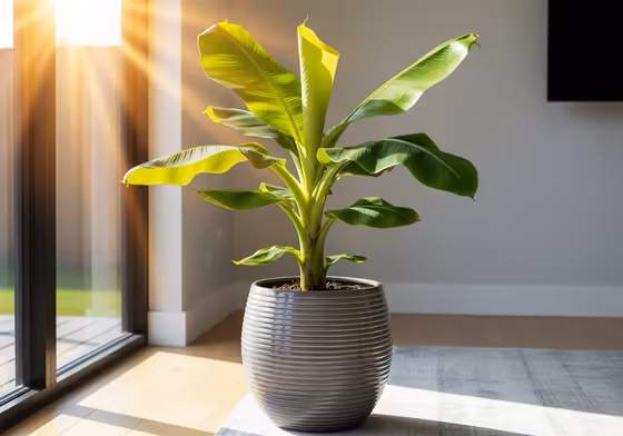 A lush, green Dwarf Cavendish banana plant thriving in a bright, sunny living room.