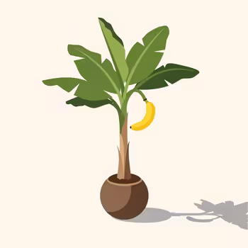 How to Grow a Banana Plant at Home