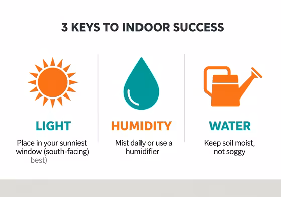 An infographic detailing the three keys to indoor banana plant success, with icons for a sun (Light), water droplets (Humidity), and a watering can (Water).